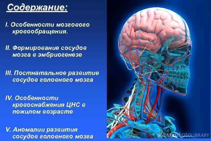 Нервные сосуды головного мозга. Гемодинамика головного мозга. Кровоснабжение мозга. Кровоток головного мозга. Особенности кровоснабжения головного мозга.