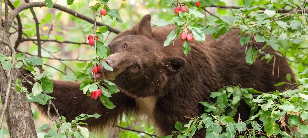 Медведь ест ягоды. Медведь ест ягоды фото. Медведь и человек. Медведь Россия фото.