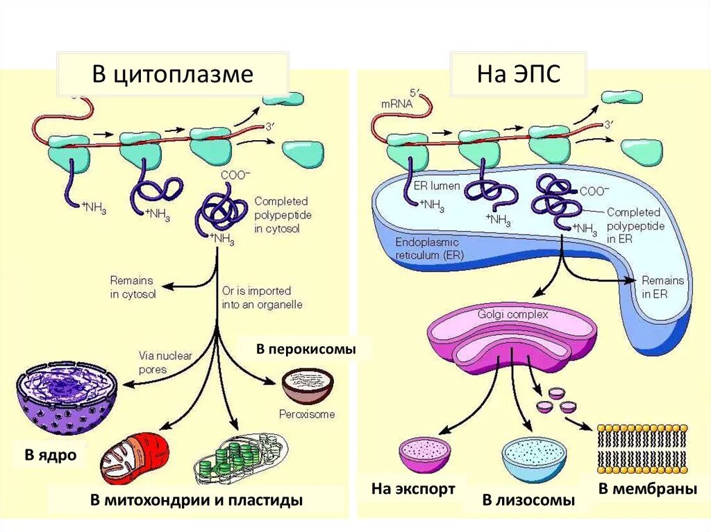 Эпс участвует в синтезе белков. Синтез белка. Синтез белков. Биосинтез белка. Место синтеза белка.