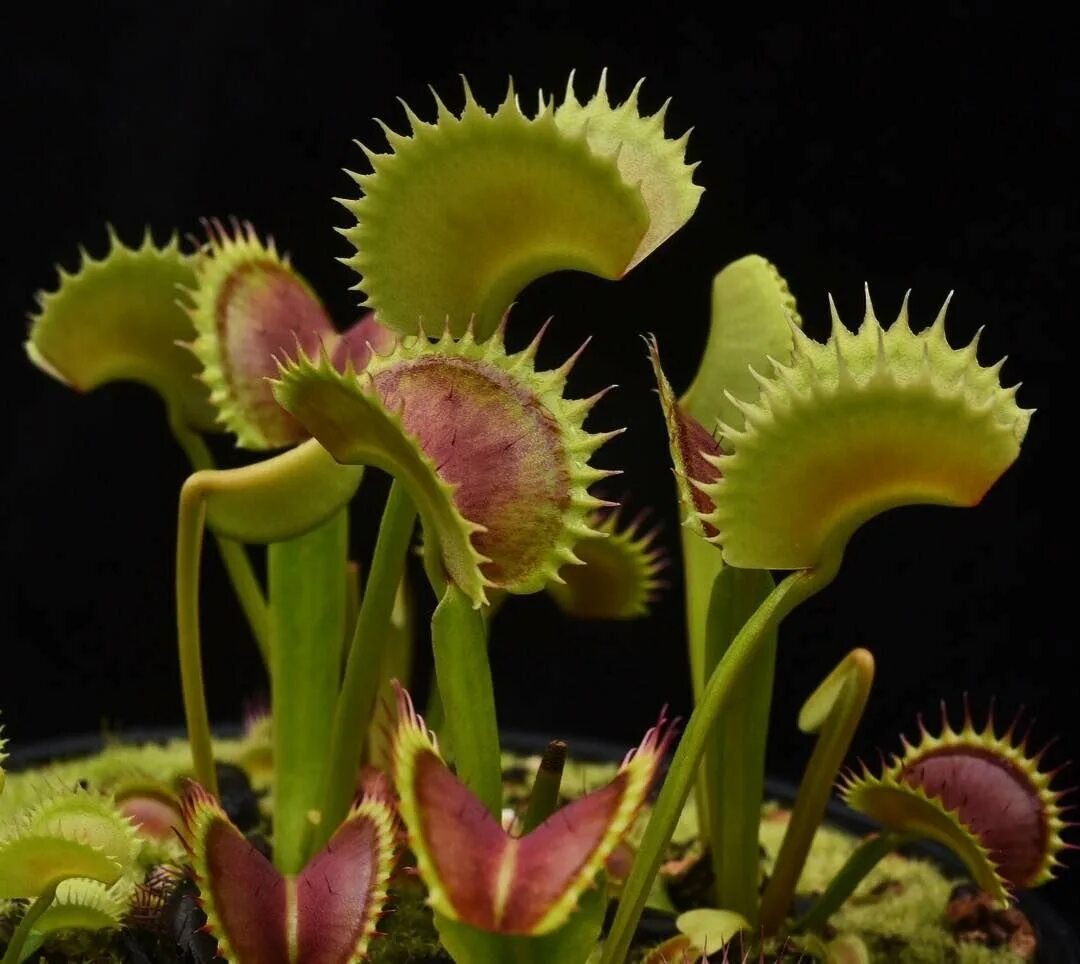 Венерина мухоловка. Венерина мухоловка lbjybz. Венерина мухоловка пасть (Dionaea jaws). Венерина мухоловка Art. Венерина мухоловка Эстетика.