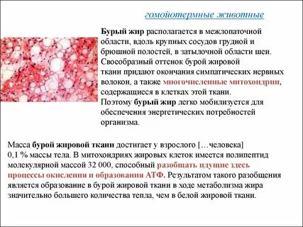 Бурый жир