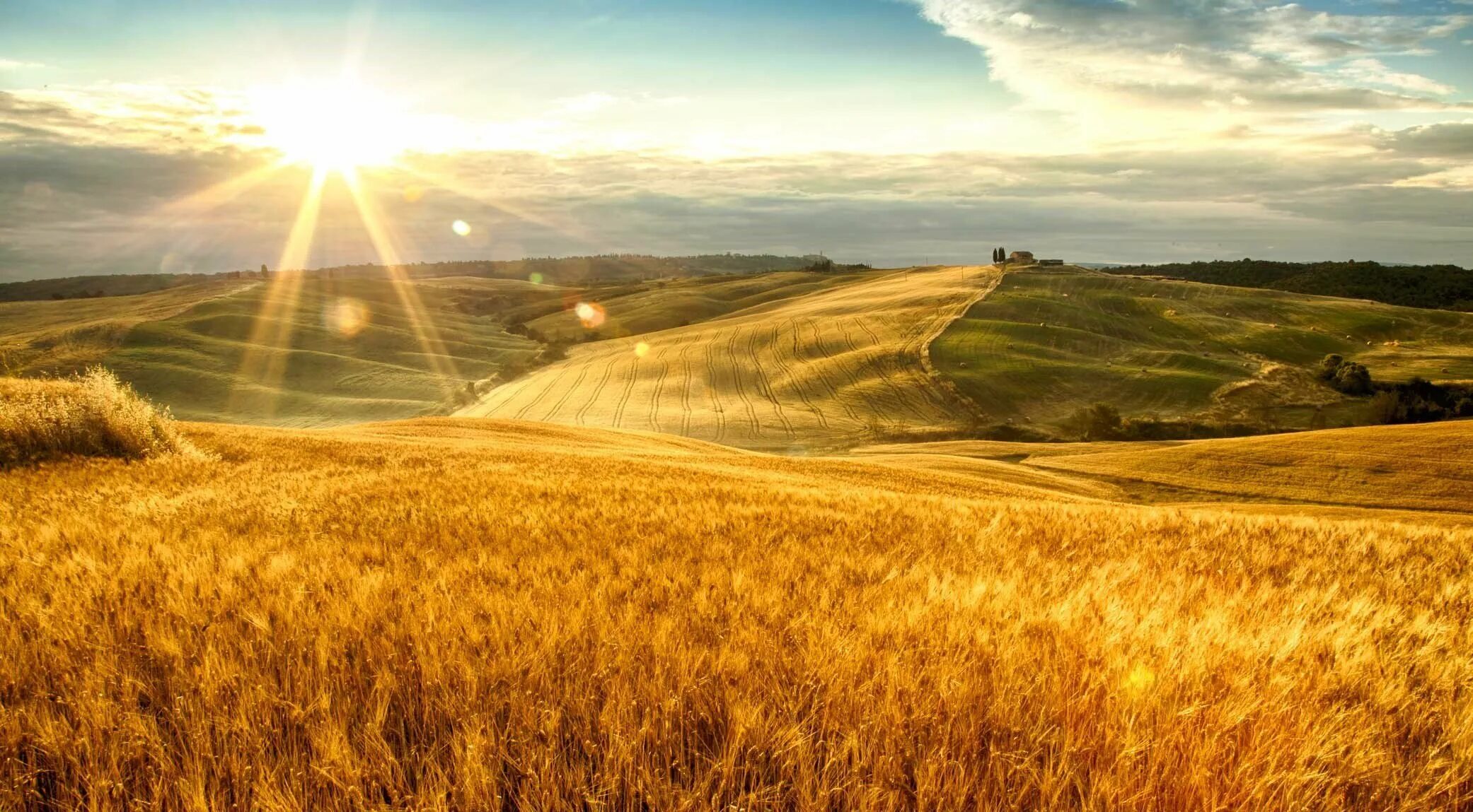 Поле це. Нива- засеянное поле, пашня.. Поле пшеницы. Бескрайние поля. Золотое поле.