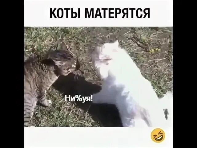 Коты ругаются видео. Разговор кошки видео. Котенок матерится. Кот ругается матом. Кот матерится.
