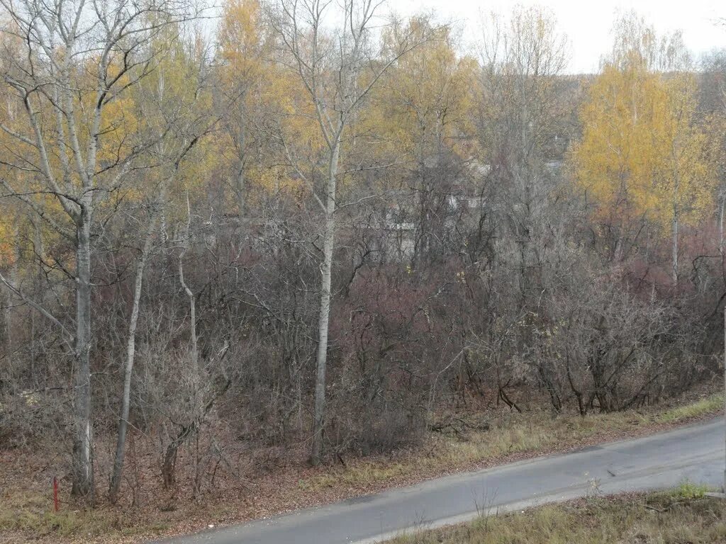 погода в рошале на неделю московская