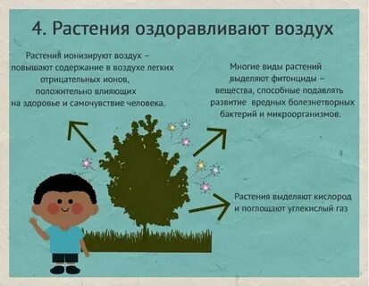 Деревья очищают воздух в городе