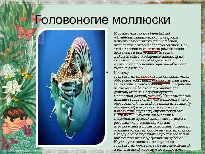 golovonogie mollyuski - YouTube