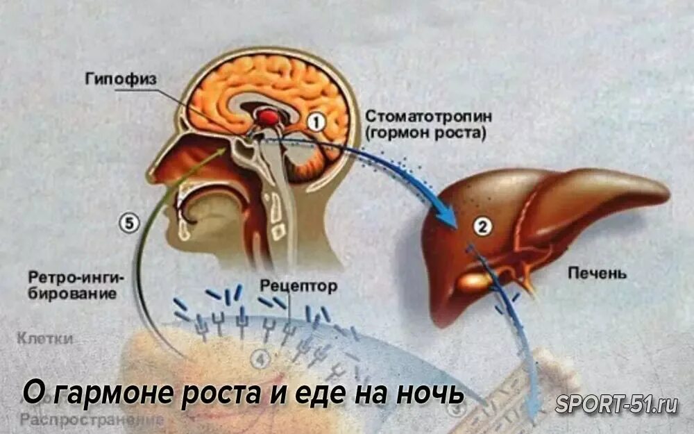 Инсулин и соматотропин взаимосвязь. Гормон роста. Соматотропин гормон роста. Инсулин и гормон роста взаимодействие. Инсулин и соматотропин