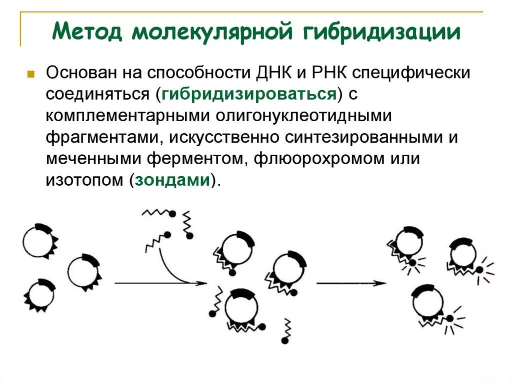 Метод молекулярной гибридизации микробиология. Схема молекулярной гибридизации микробиология. Метод молекулярных зондов. Схема метода молекулярной гибридизации.