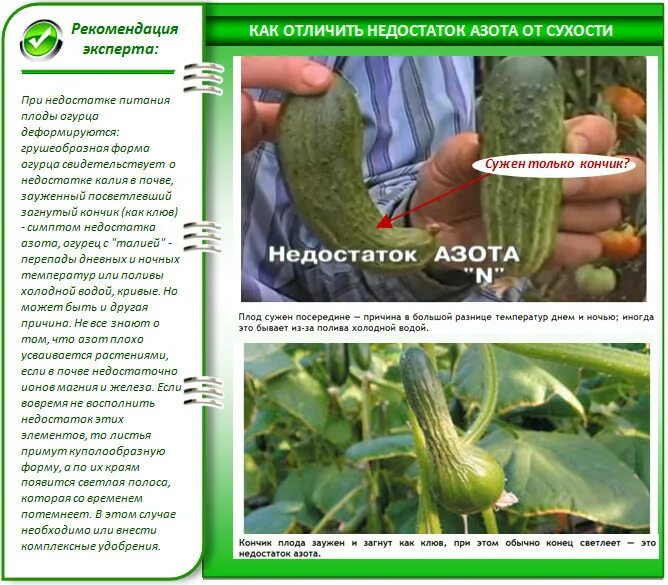 Признаки недостатка азота у растений. Недостаток навоза. Нехватка удобрений у огурца. Недостаток навоза. Кислотность удобрений.