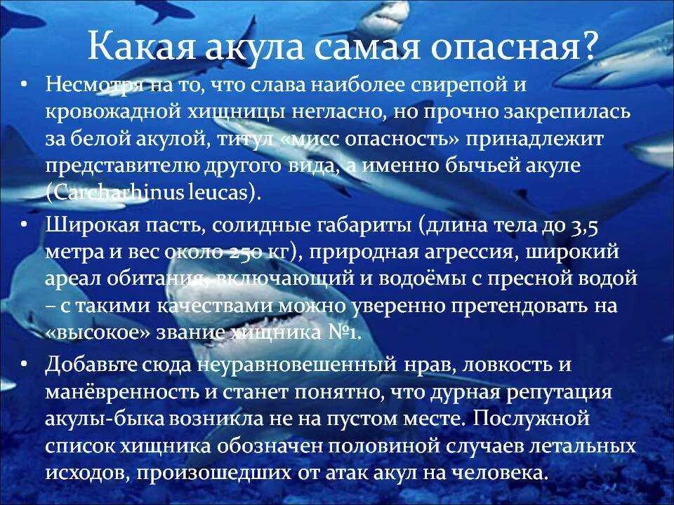 Обитателем какой среды является акула. К какому классу относится акула. акула это рыба или млекопитающее. к какому классу относят акул. какие акулы не опасны для человека фото и название.
