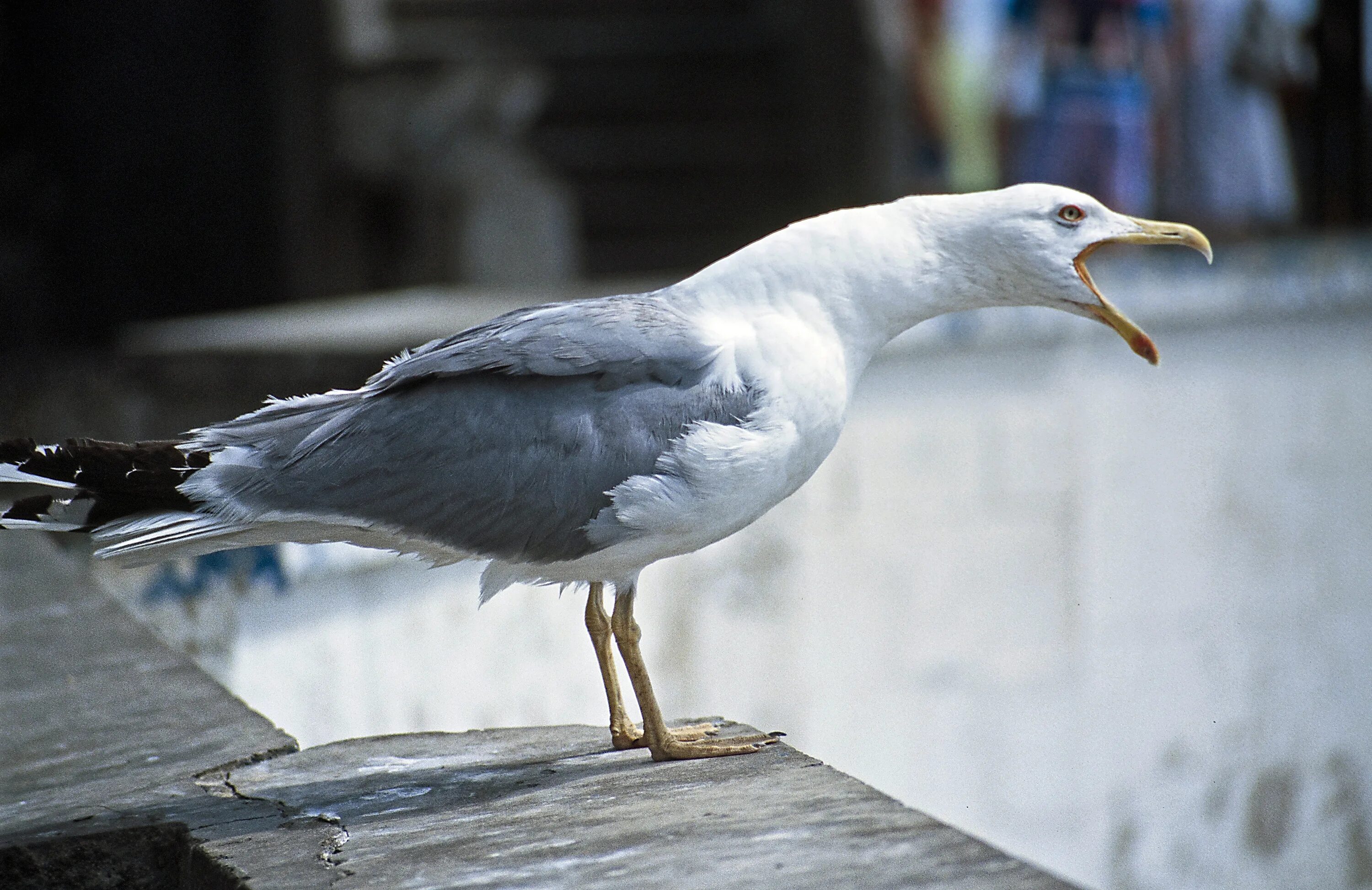Чайка фото. Чайка Seagull. Городские Чайки. Чайки кричат. Чайка кричит.