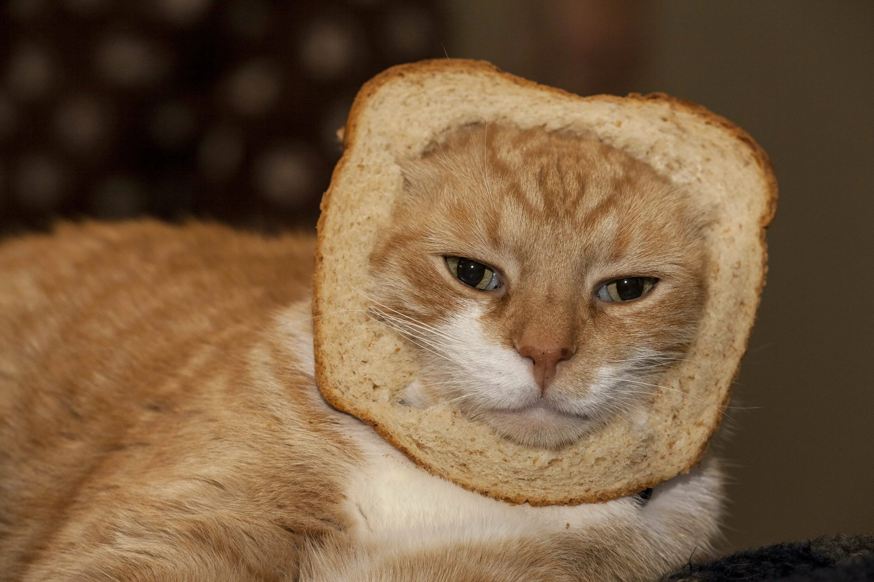 Кот хлеб. Котенок в хлебе. Кот Хлебушек. Кот булочка