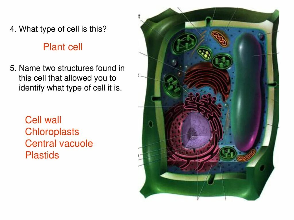 Микротрубочки растительной клетки. Строение клетки микротрубочки. Микротрубочки в животной клетке. Митохондрия микротрубочка хлоропласт