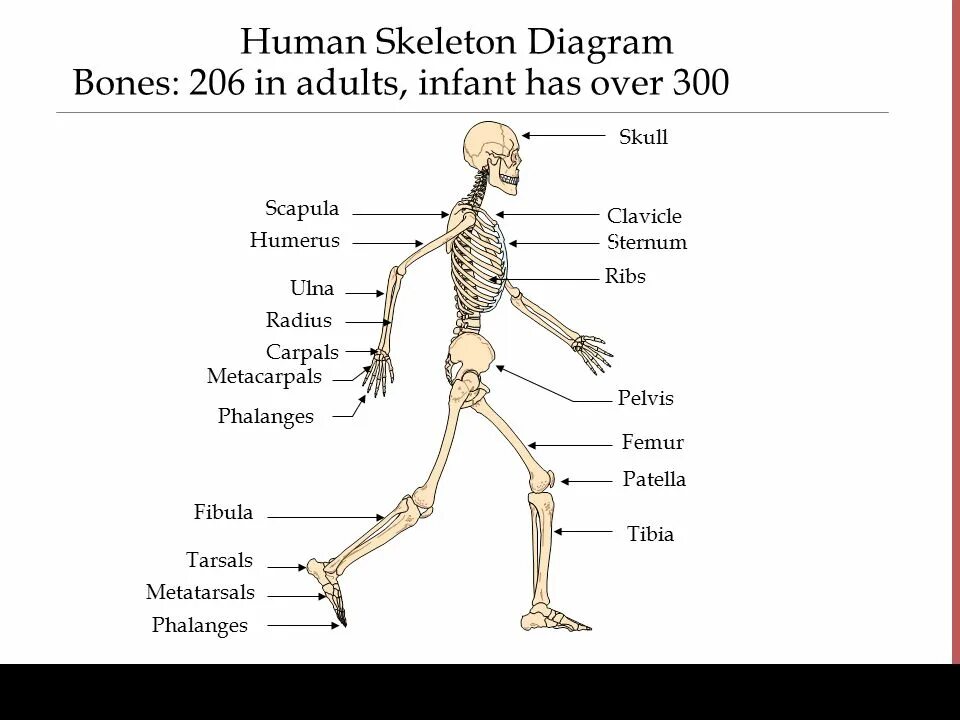 Human org. Скелет человека на английском языке. Части скелета на английском. Строение скелета на английском. Кости человека на английском.