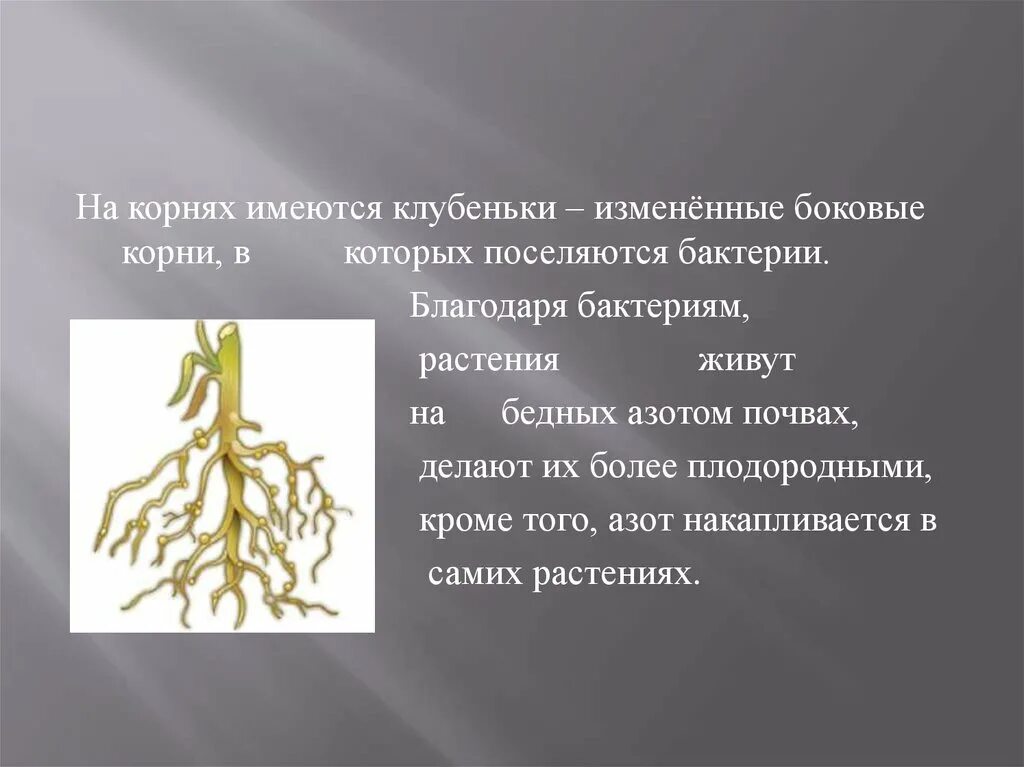 Клубеньковые растения на корнях бобовых растений. Клубеньки на корнях. Обитают в клубеньках на корнях растений бактерии. Клубеньки на корнях бобовых. Корневые клубеньки доклад.