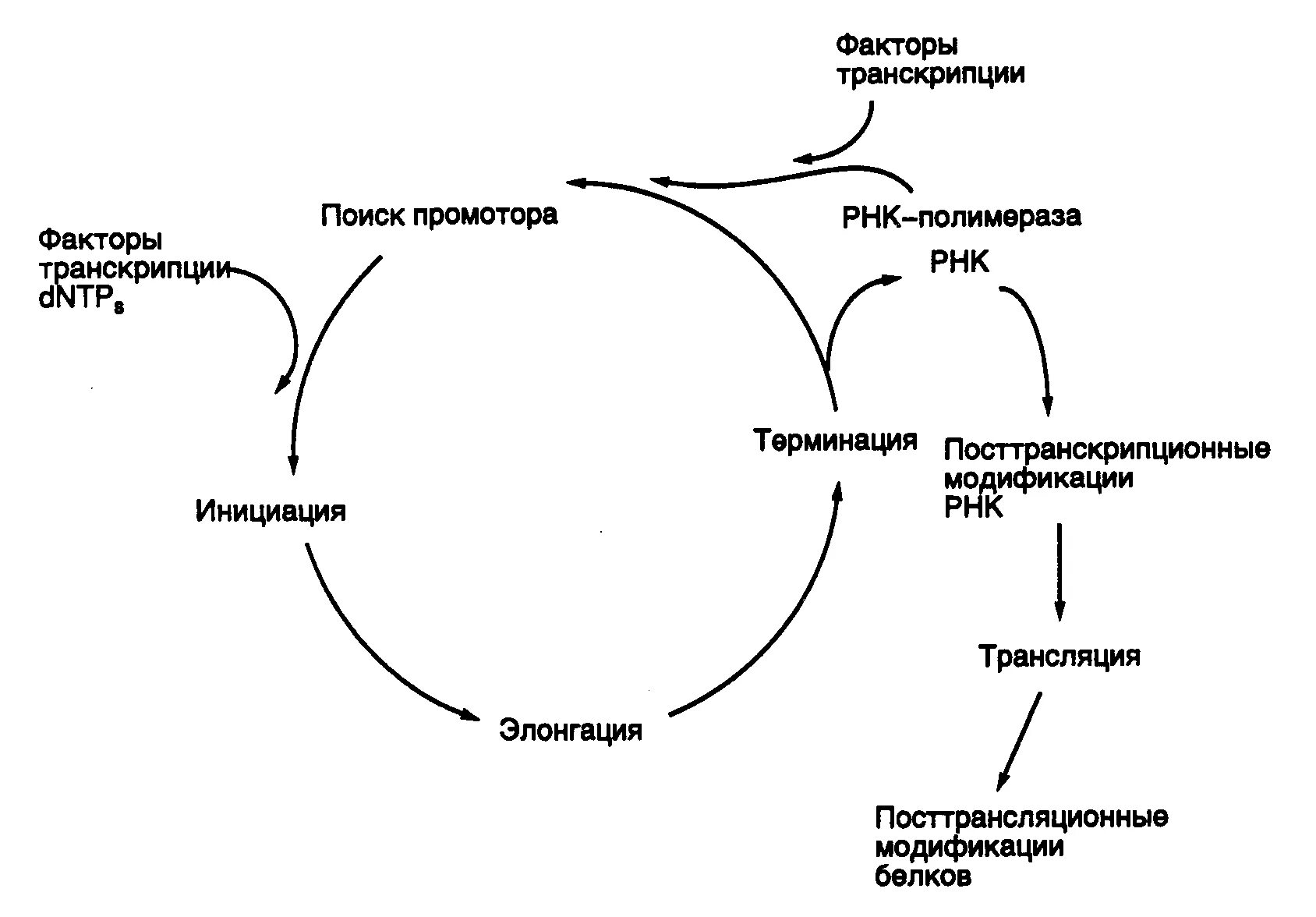 Цикл транскрипции. Холофермент РНК полимеразы. Транскрипционный цикл. Факторы транскрипции и промотор. Факторы элонгации транскрипции.