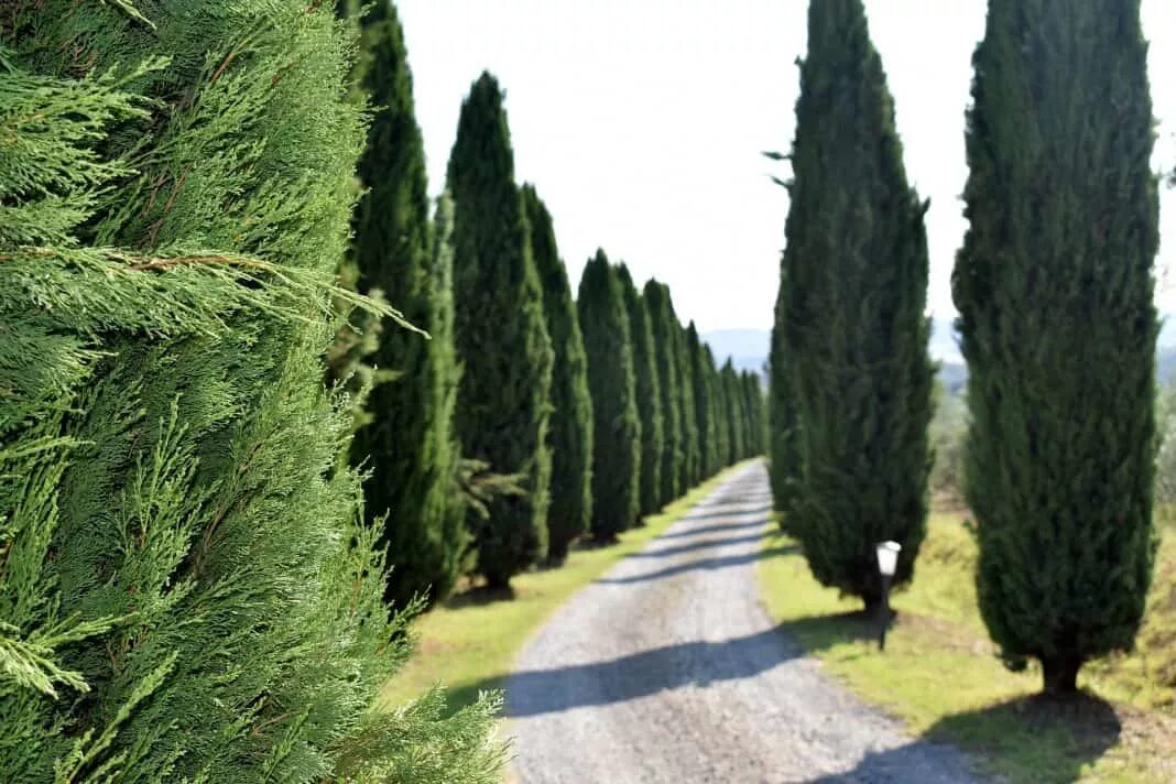 Хвойные краснодар. Кипарис вечнозеленый (Cupressus sempervirens). Кипарис Феодосия. Кипарис - Cupressus. Кипарис Пирамидалис.