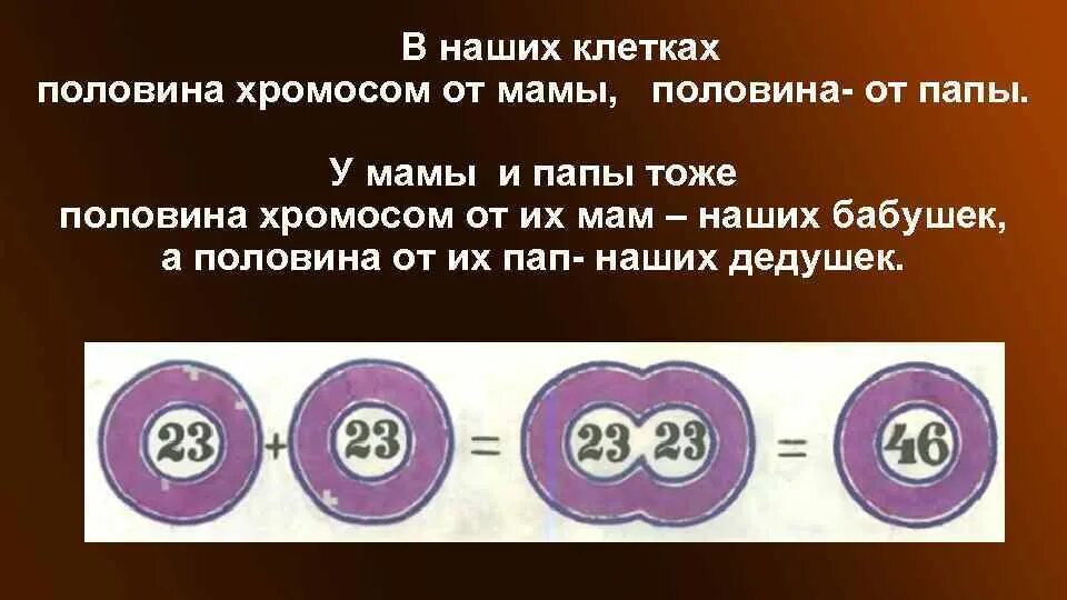 Половина папы половина мамы. 23 Хромосомы от мамы и 23 от отца. Хромосомы от отца и матери. Половина хромосомы. Половина от отца.