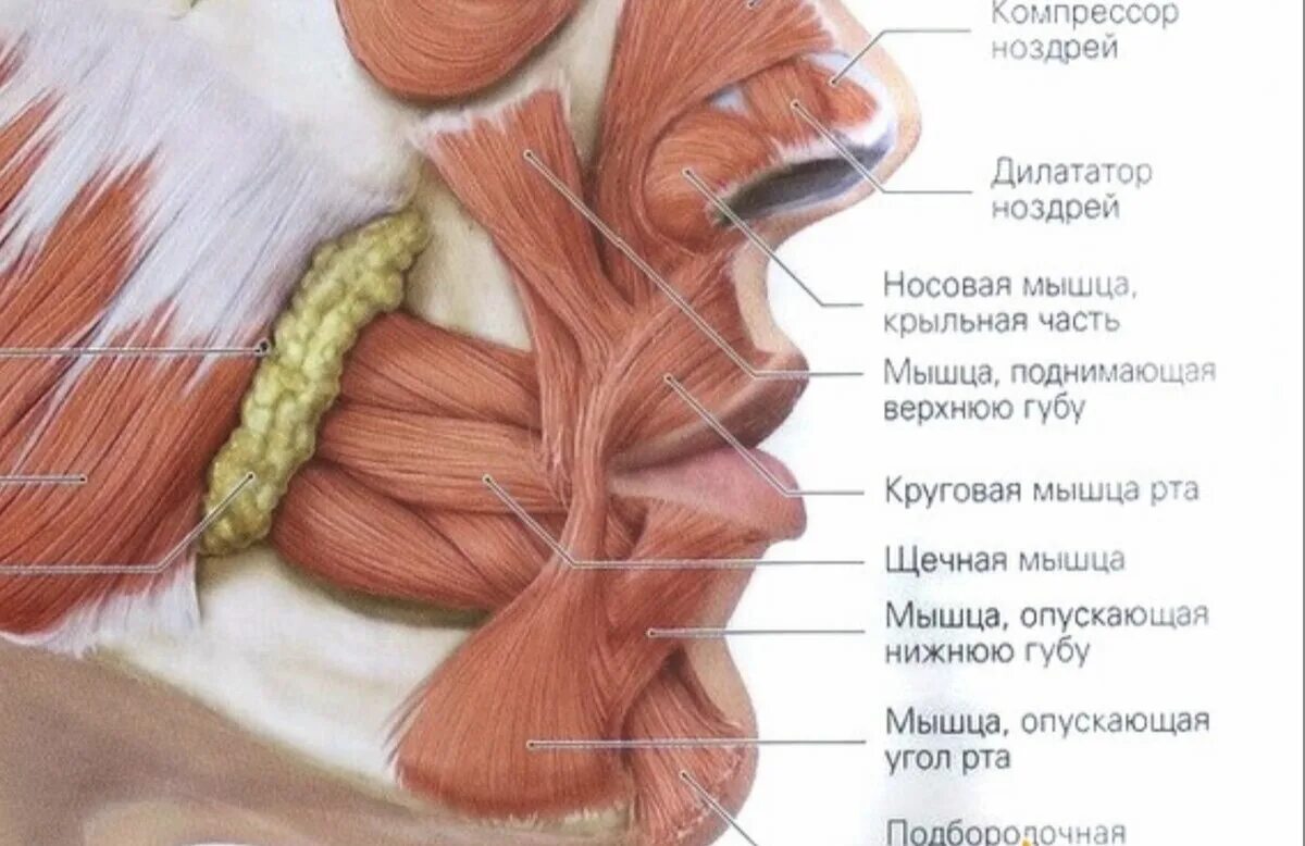 Почему дергается щека