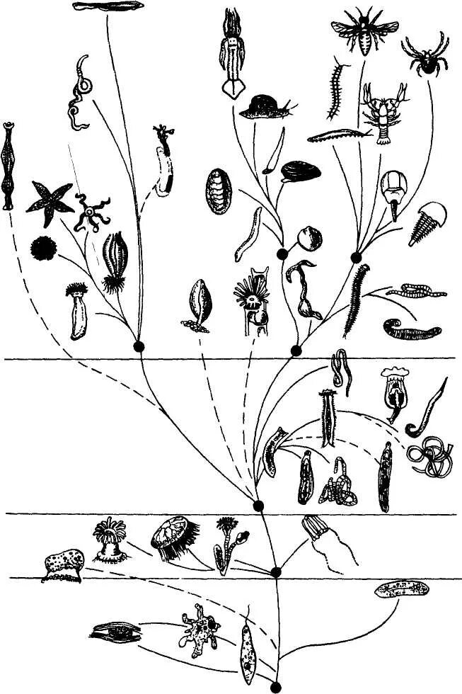 Эволюция филогенез. Филогенетическое Древо беспозвоночных. Филогения нематод. Филогенетическое Древо насекомых. Филогенез беспозвоночных животных.