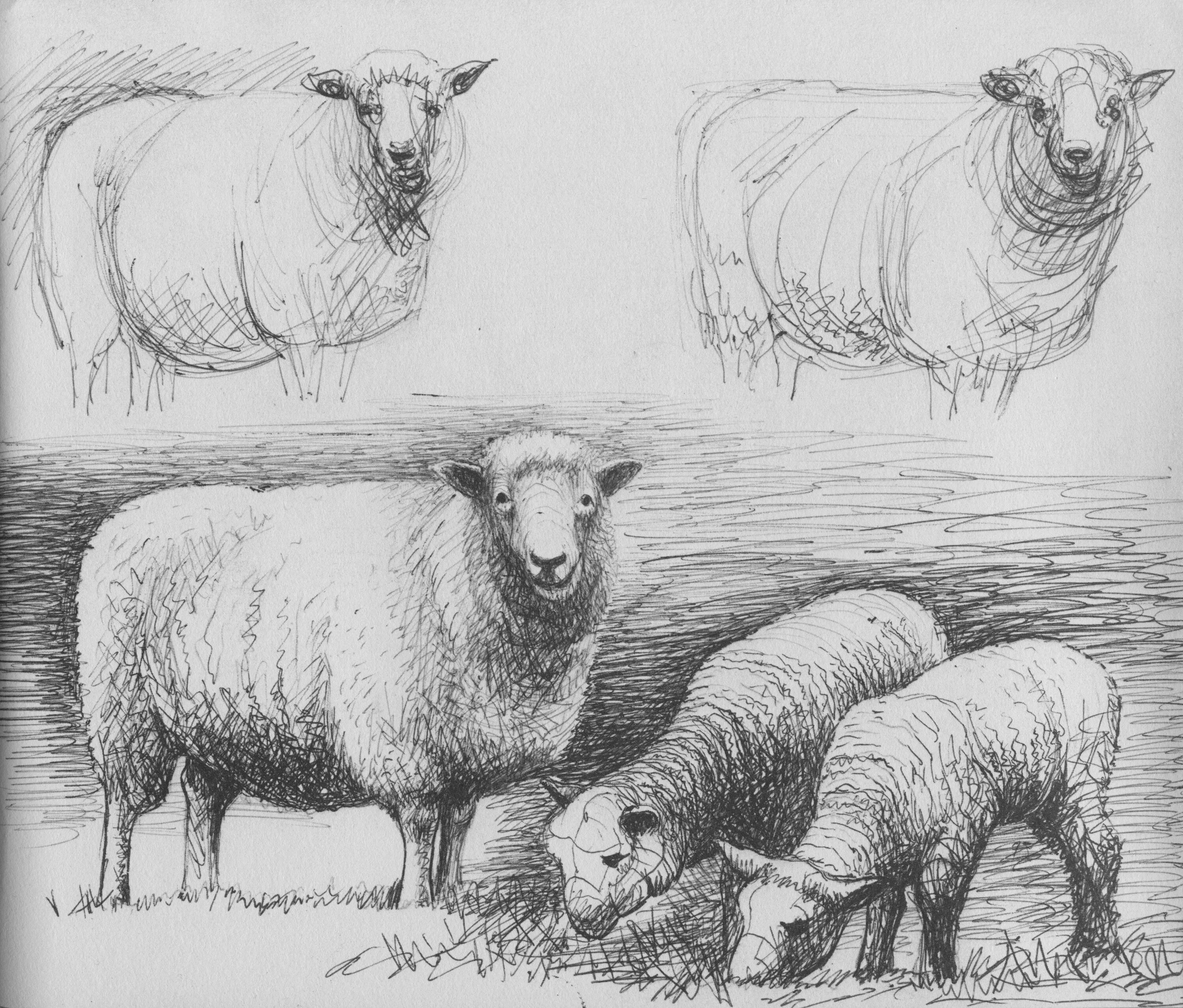 Баранов новый полный. Овца карандашом. Рисование стада овец. Баран набросок. Стилизованные овцы.