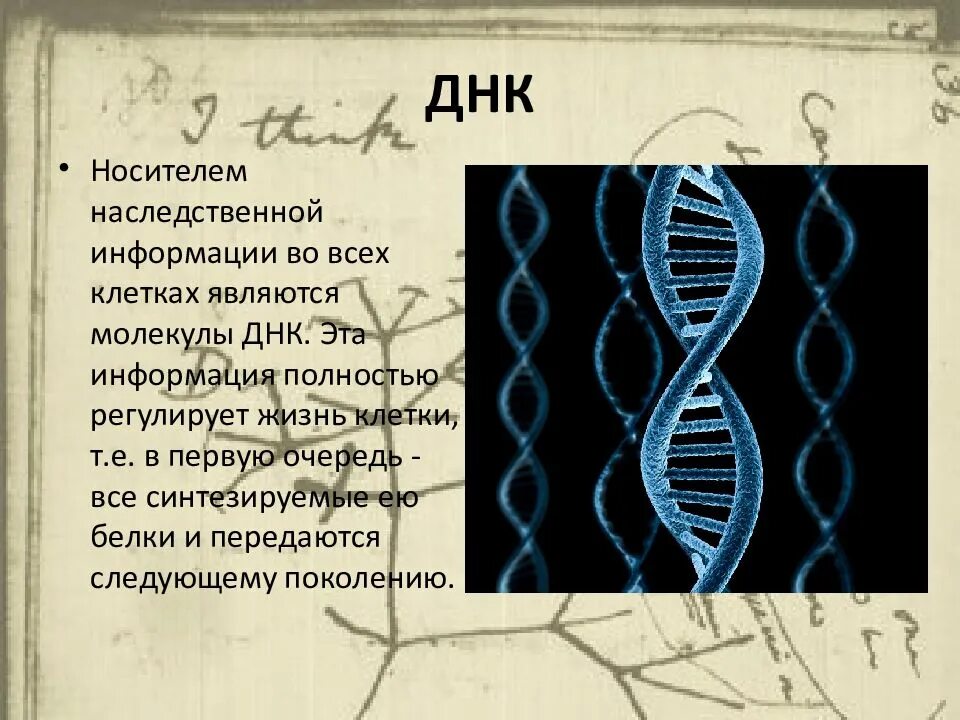 ДНК носитель генетической информации. Носителями наследственной информации являются. Особенности строения ДНК как носителя. Материальная структура наследственности ДНК И РНК.