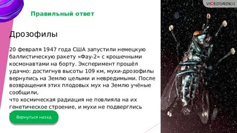 Скорость мухи