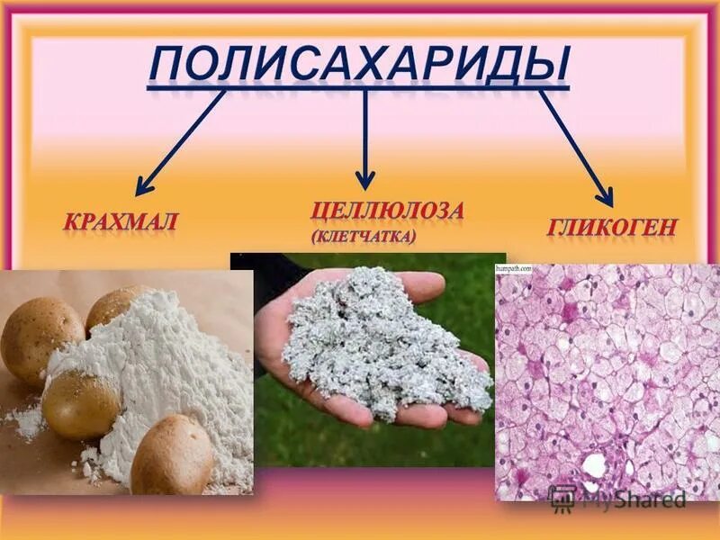 Презентация крахмал и целлюлоза как природные полимеры. Полисахариды вещества. Полисахариды примеры. Крахмал полимер. Целлюлоза полисахарид.