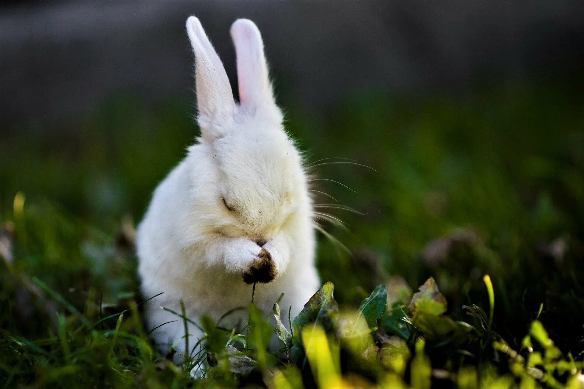 Зайки открыть. Белый кролик. Заяц белый. Белый пушистый кролик. Милый кролик.