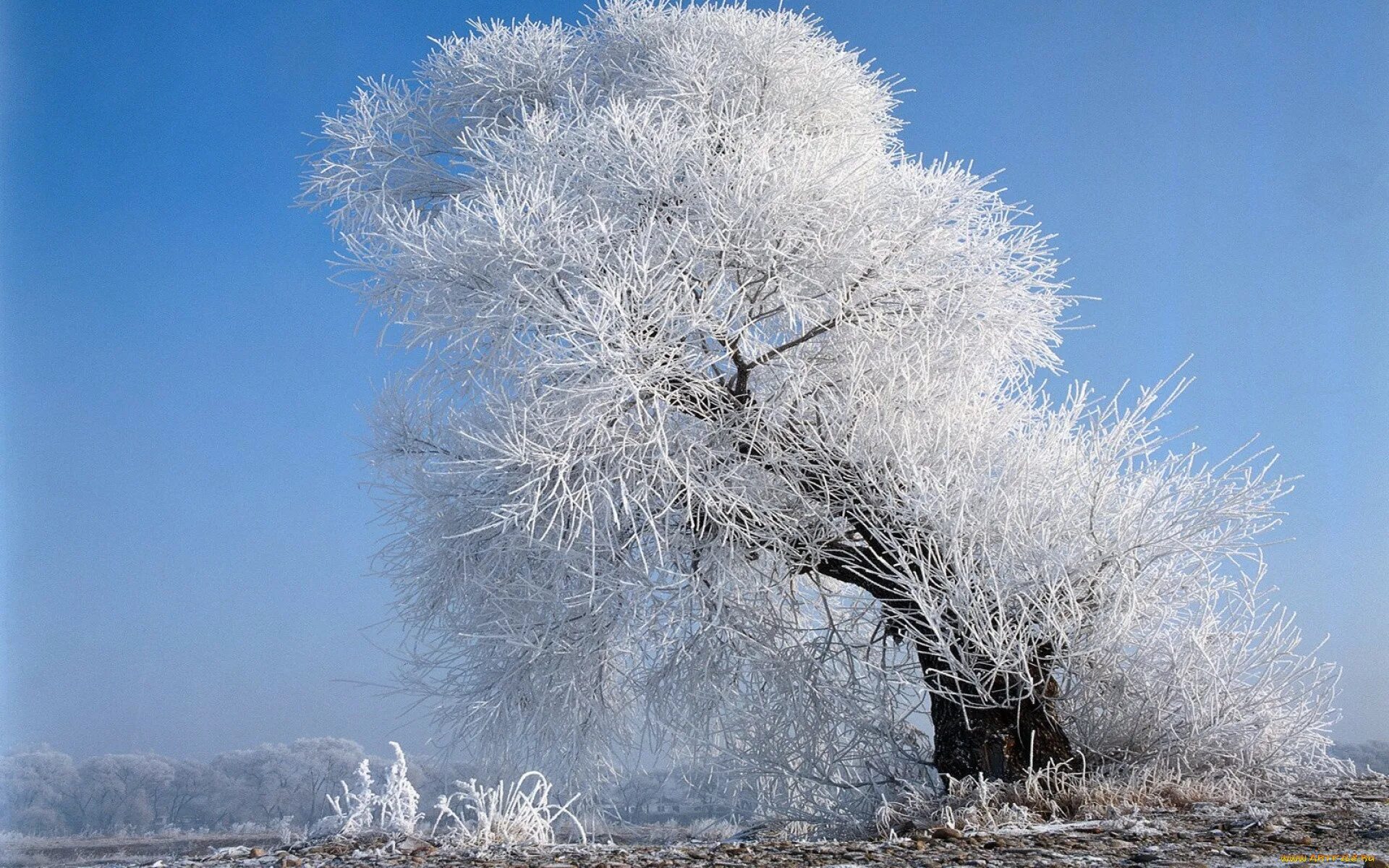 Зима красивые деревья