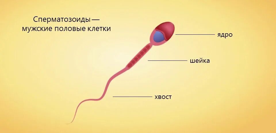 Женские спермии. Строение половых клеток яйцеклетка и сперматозоид. Строение яйцеклетки и сперматозоида. Мужские половые клетки сперматозоиды. Строение клетки сперматозоида.