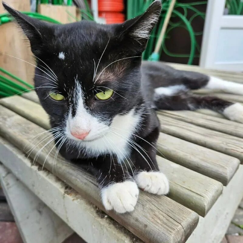 Рыжего котика которого зовут марсик. Черно белый кот марсик. Кот дома марсик и васька. Марсик. Кот дома марсик.