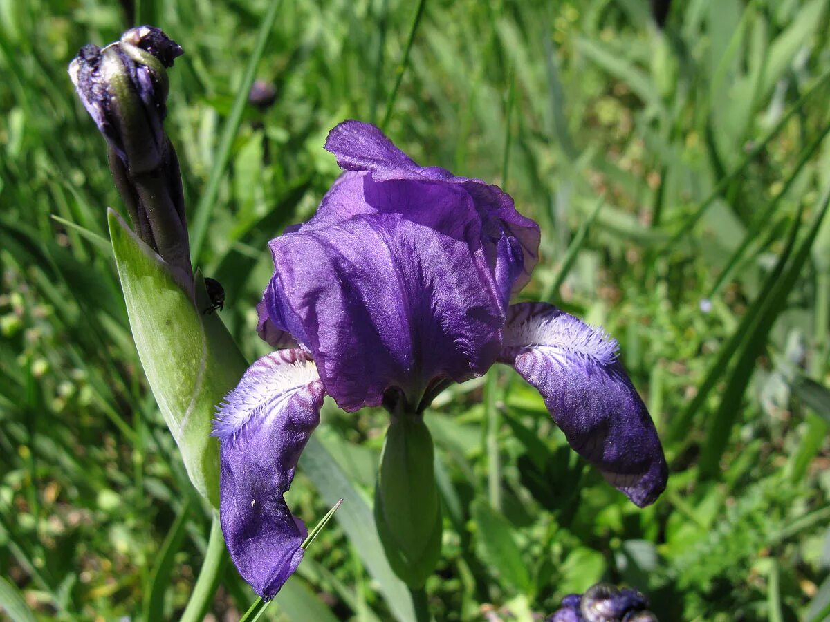 Где растет ирис природная зона. Касатик безлистный. Касатик безлистный (Ирис безлистный). Касатик безлистный Iris aphylla l.. Ирис (Касатик) кожистый Iris scariosa..