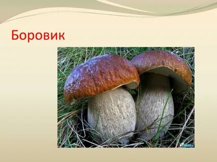 Какие грибы любишь
