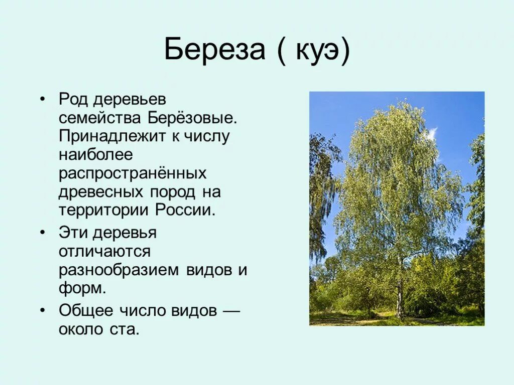 Семейства и роды деревьев