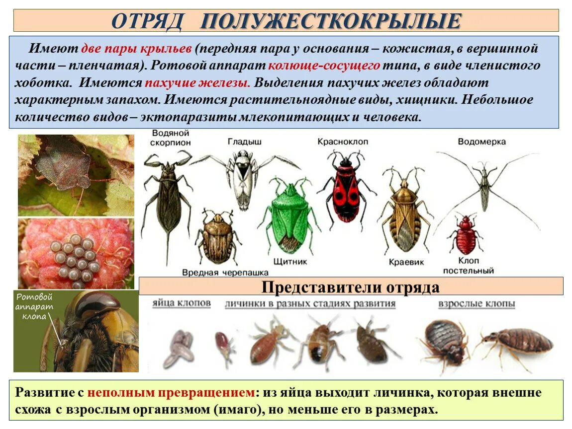 Какой тип развития характерен для европейского керчака. Клопы или полужесткокрылые представители отряда. Отряд клопы представители 7. Полужесткокрылые Тип личинок. Отряд полужесткокрылые строение крыльев.