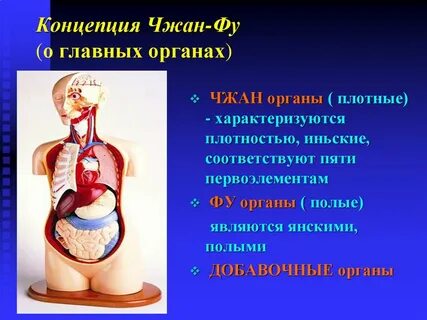 Полые органы в организме