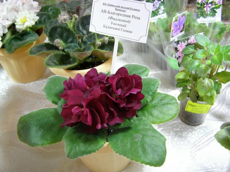 Ав-богемная рапсодия фиалка. Магазин фиалок на алексеевской. Фиалка ав 742-81. Магазин фиалок. Фиалка фавн.