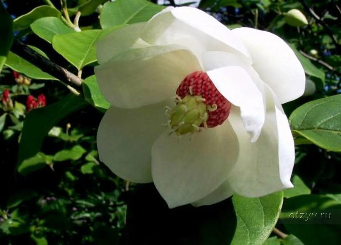 Magnolia оbovata (обратнояйцевидная). Магнолиевые (подсемейство). Магнолия дерево. Семейство магнолиевые. Магнолия обратнояйцевидная.
