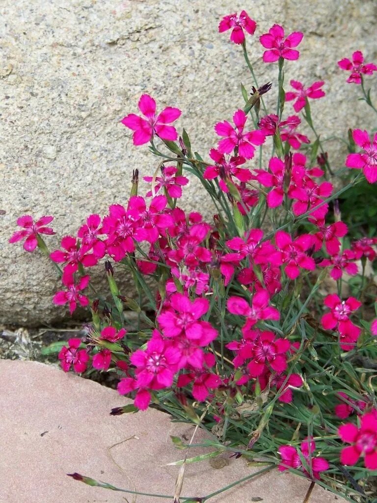 Гвоздика травянка многолетняя. Гвоздика травянка (Dianthus deltoides). Травянка гвоздика травянка. Гвоздика травянка кармин. Гвоздика травянка уход