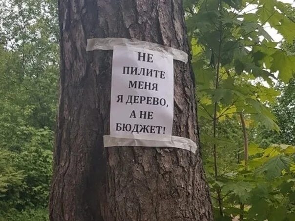 Митинг против вырубки леса. Лозунг против вырубки деревьев. Запрет вырубки леса. Против вырубки лесов. Я против вырубки леса.