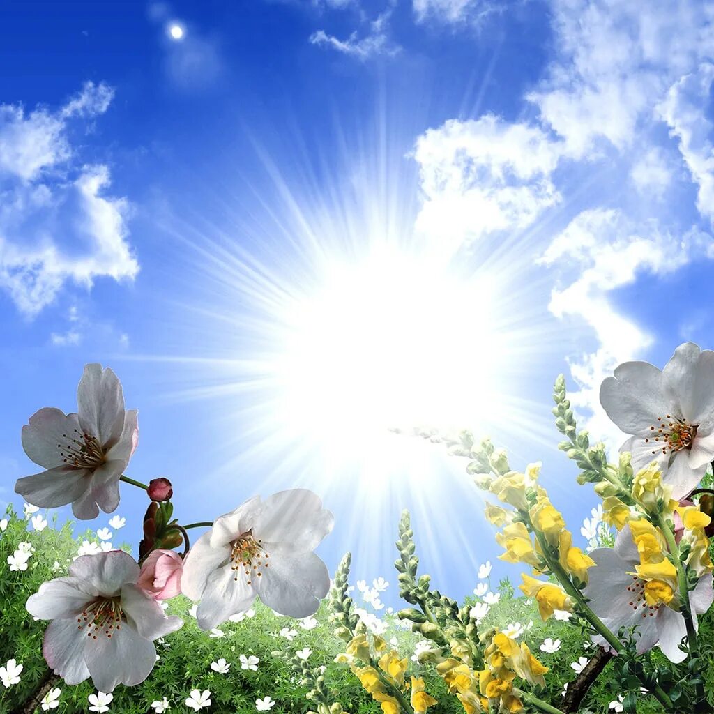 Будет ясный новый день. Цветы и солнце. Солнечное небо. Ромашки в лучах солнца.