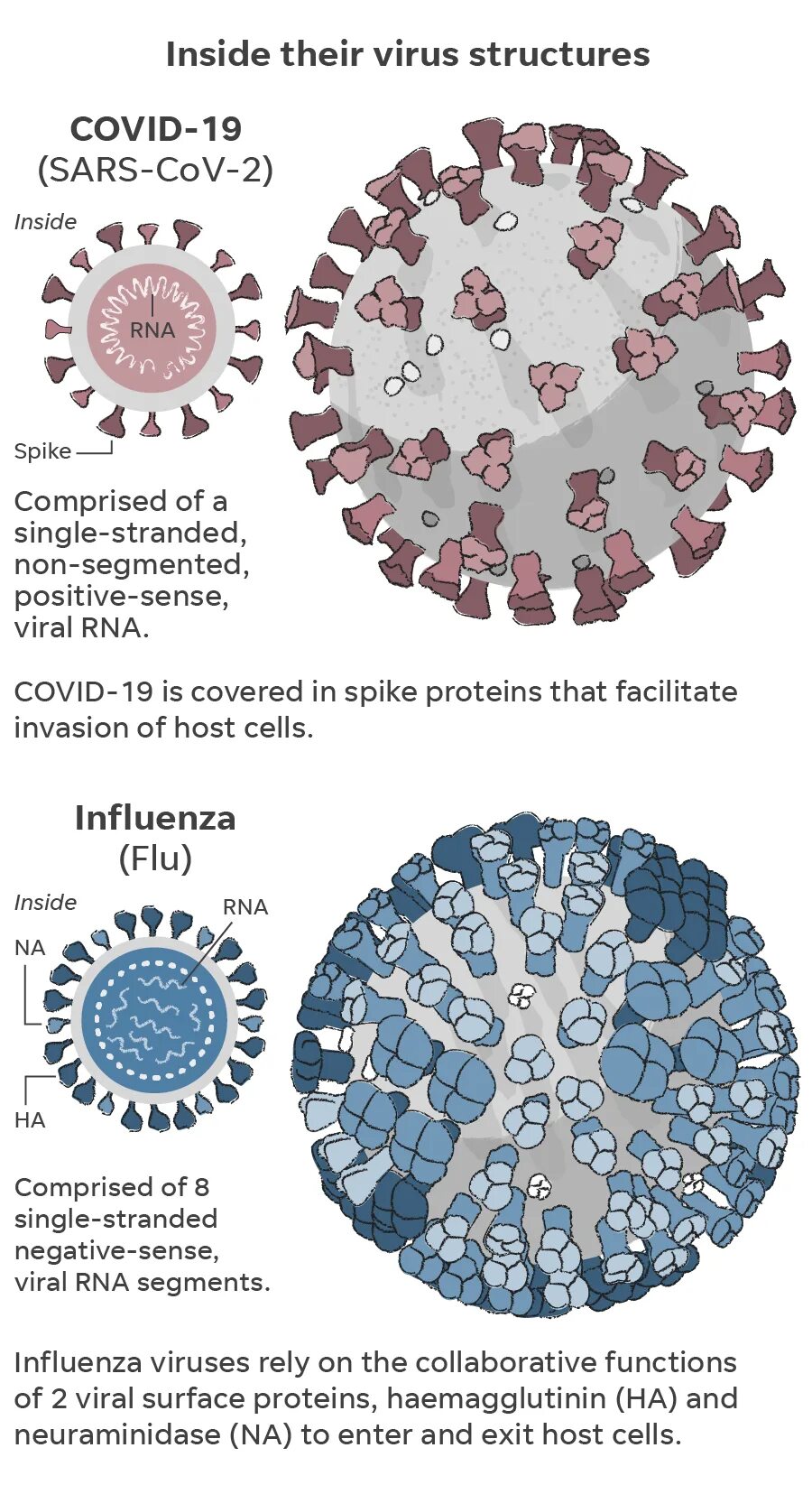 Virus v. Вирус Covid-19. Инфлюэнца вирус. Инфлюэнца вирус информация. Коронавирус вирус схема вышивки.