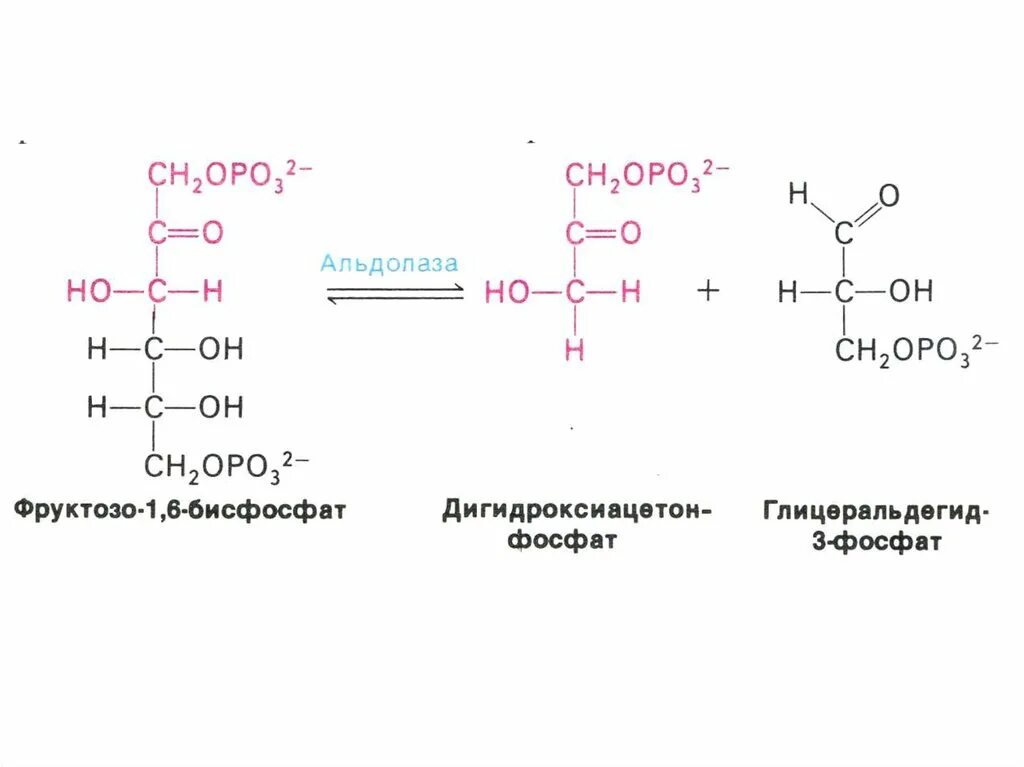 Глицеральдегид 3 фосфат фруктозо 1,6 Биофосфат. Фруктозо 1 фосфат в глицеральдегид. Фруктозо-6-фосфоальдолаза. Фруктозо 1 6 дифосфат альдолаза.