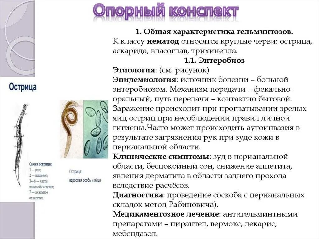 Вечером чешется задний проход. Энтеробиоз характерные клинические проявления. У ребёнка острицы схема. Энтеробиоз острицы у детей. Пути заражения энтеробиозом у детей.