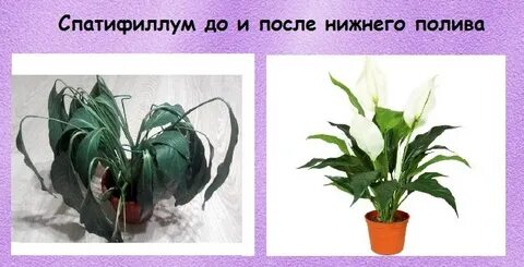Спатифиллум для человека