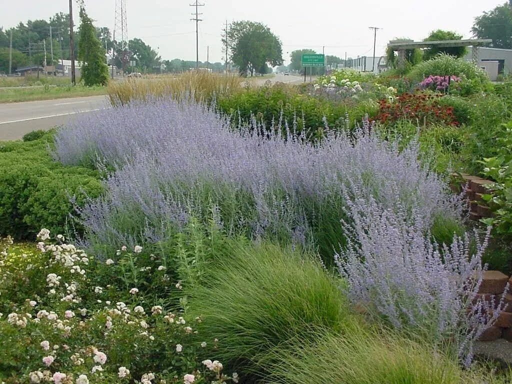 Russian plants. Перовския лебедолистная Блю Спайр. Перовския лебедолистная в саду. Перовския лебедолистная little Spire. Лаванда перовския лебедолистная.