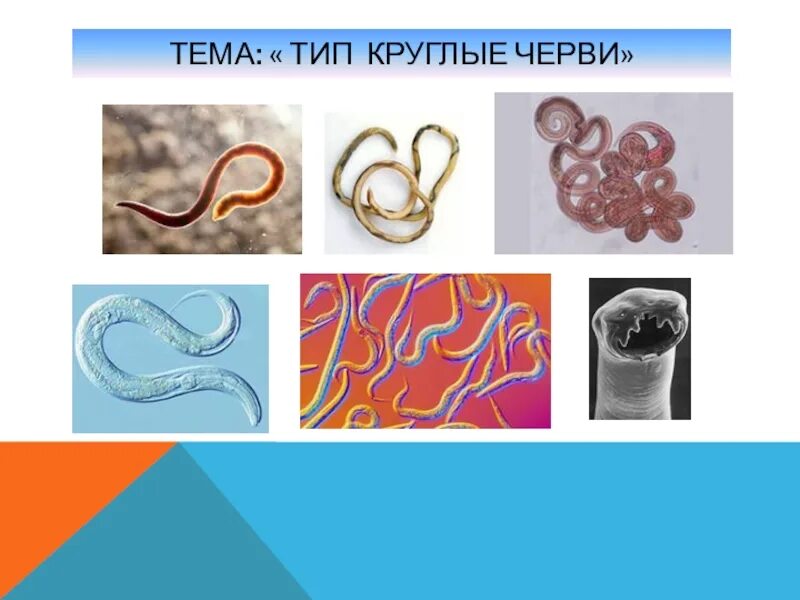 Биология 7 класс тема круглые черви. Класс круглые черви 7 класс. Тип круглые черви 7 класс биология. Круглые черви по типу питания.