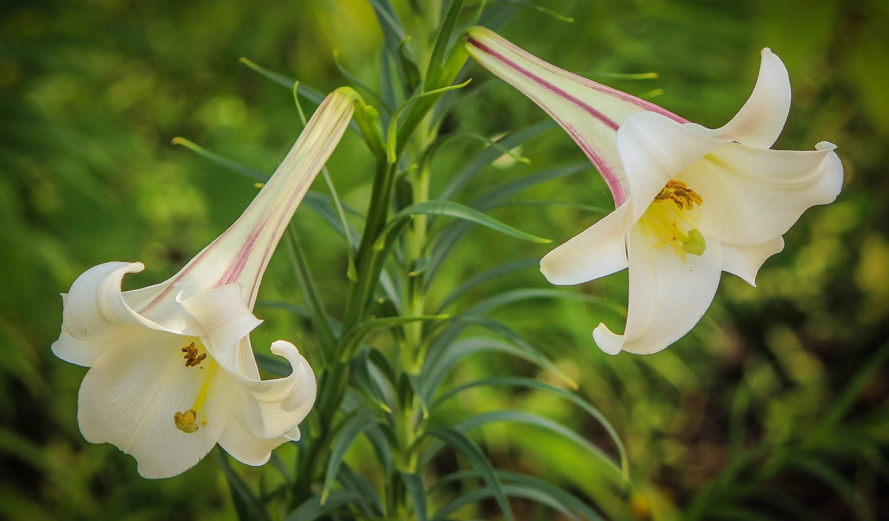 Lilium formosanum. Лилия Lilium formosanum. Лилия трампет Регале. Лилия Бейджинг Мун трубчатая. Сильно пахнущие лилии