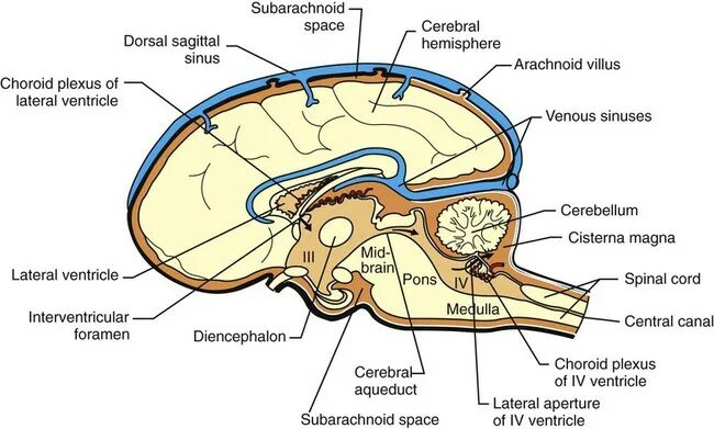 Мозг собаки отделы. Головной мозг собаки. Вены головного мозга собаки. Мозг собаки анатомия. Отделы мозга собаки.